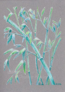 Bambuszok, színes ceruza 14,8x21 cm