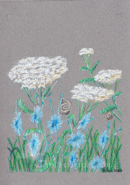 Summer Flowers, colour pencil 14,8x21 cm