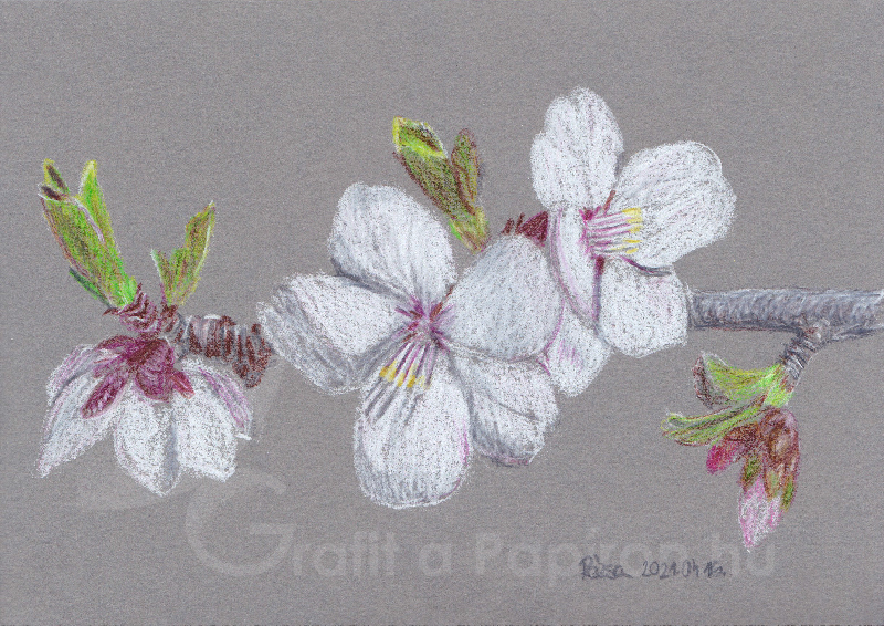 Almond Blossom, colour pencil 21x14,8 cm