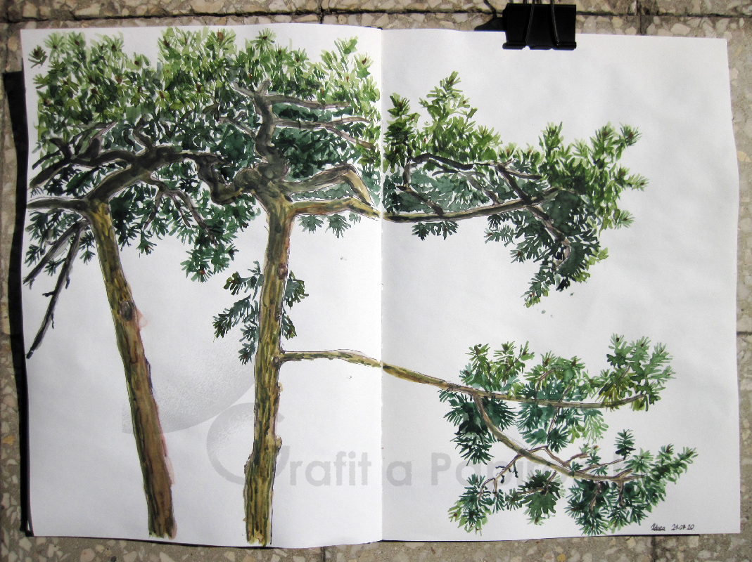 Pinetree, watercolour 42x29,7 cm