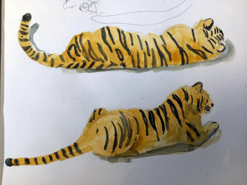 Tigris - Swimathon 2022 adománygyűjtő kampány második rajzos sétája, Ázsia a közelben