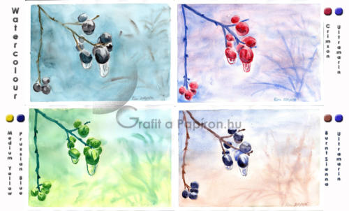 2-Colour studies of privet berries, watercolour