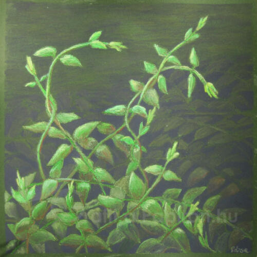Honeysuckle, watersoluble wax pastel on dark green paper 30x30 cm