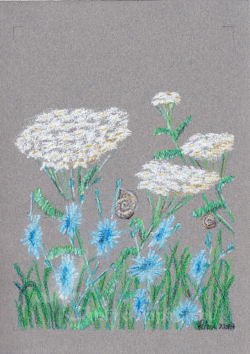 Nyári virágok, színes ceruza 14,8x21 cm
