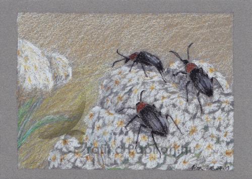 White flower and bugs, colour pencil, 21x14,8 cm