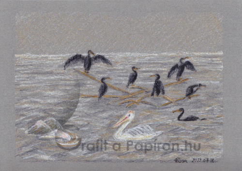 Kormoránok, pelikánok, színes ceruza 21x14,8 cm
