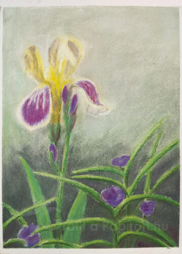 Iris, pastel 30x40 cm